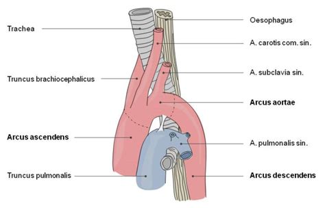 aorta segments doccheck