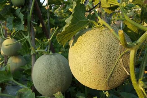 honeydew melon plant tips  growing   garden  pot gardender