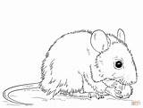 Coloring Pages Mouse Rat Printable Mice Field Kids Color Drawing sketch template
