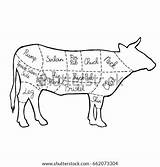 Cuts Beef Template Cow Meat Diagram sketch template