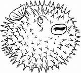 Coloring Pages Fish Puffer Spine Blowfish Porcupine Color Printable Blow Getcolorings sketch template