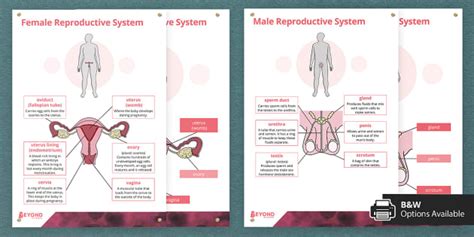 human reproduction display posters teacher made twinkl