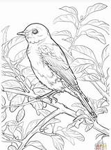 Coloring York Bluebird Eastern Bird State Pages Missouri Drawing Printable Symbols Birds Supercoloring sketch template