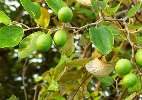 manfaat tanaman  buah bidara bagi kesehatan kesehatandia