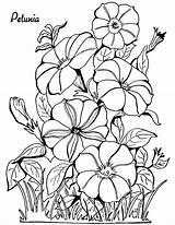 Coloring Pages Adult Petunia Flower Floral Adults Drawing Petunias Printable Fairy Colouring Color Graphics Flowers Face Happy Thegraphicsfairy Unique Kids sketch template