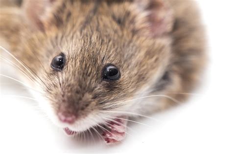 mice     dark   week  brain cell networks