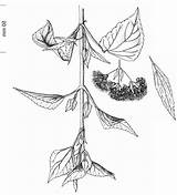 Ageratina Adenophora Inflorescence Riparia sketch template