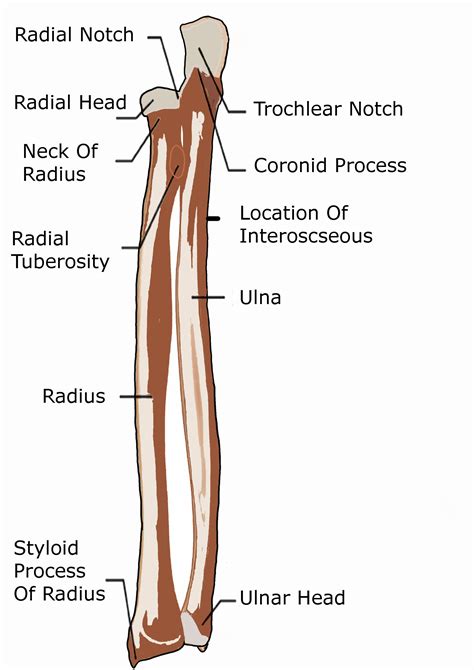 anterior view  human radius  ulna
