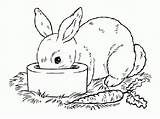 Ausmalbilder Kaninchen sketch template