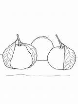 Coloring Pages Mandarin Tangerine Fruits sketch template