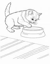 Coloring Pages Kitten Real Printable Kittens Getcolorings Color Print sketch template