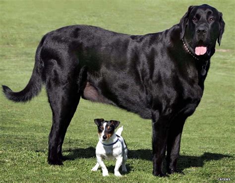 amazing  international latest technologies worldwide pictures amazing worldwide big dogs