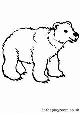 Coloring Bear Intheplayroom Artic Bears Tundra sketch template
