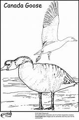 Goose Geese Designlooter Formation sketch template