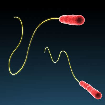 model legionella pneumophila