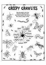 Creepy Crawlies Insects Worksheets Worksheet Esl Vocabulary Animals Preview sketch template