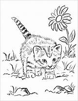 Coloring Cat Pages Printable Colouring Cats Cute Kittens Realistic Baby Kitty Choose Board Animal sketch template