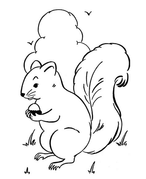squirrel  acorn colouring page color  pages coloring pages  kids