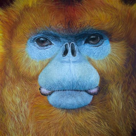 golden snub nosed monkey nayartist