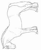 Paarden Welsh Kleurplaten Cob Rassen sketch template