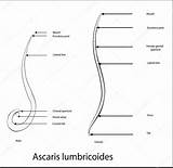 Ascaris Lumbricoides Zeer Spoelworm Fijne Tekeningen Roundworm Stockillustratie sketch template