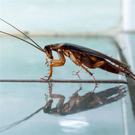 signs of a roach infestation · extermpro