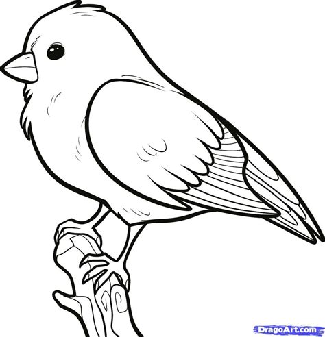 cool   draw easy bird  bestanimalartcom