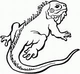 Lizard Frilled Neck Designlooter sketch template