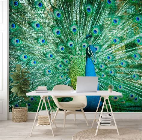 peacock wallpaper designs worth shaking  feathers  wallsauce uk   peacock