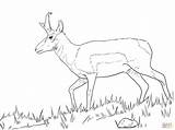 Coloring Pronghorn Pages Springbok Male Printable Animals Drawing Main Designlooter Nature Supercoloring Baboon Butterfly Skip 8kb 348px sketch template