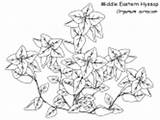 Coloring Pages Flowers Hyssop Eastern Middle Herbs Realistic sketch template