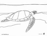 Turtle Swimming Coloring Pages Green Color Hellokids Print Animal Tortue Dessin Mer sketch template