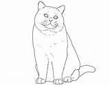 Kurzhaar Britisch Katzen Katze Malen Malvorlage sketch template