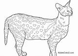 Serval Coloring Pages 506px 21kb sketch template