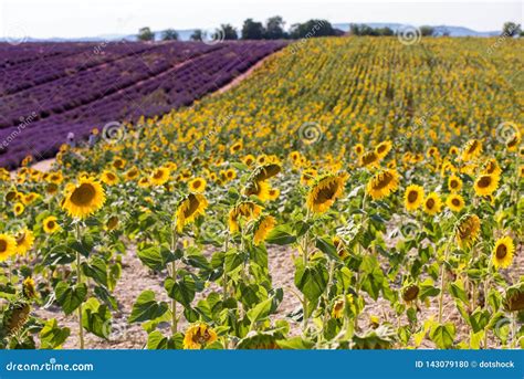 lavender  sunflower field stock photo image  field beautiful