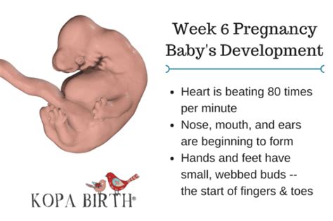 week 6 pregnancy symptoms ultrasound and what to expect kopa birth®