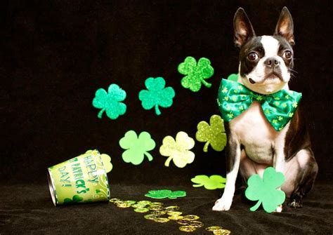 happy st patricks day boston terrier lucky puppy funny dog pictures