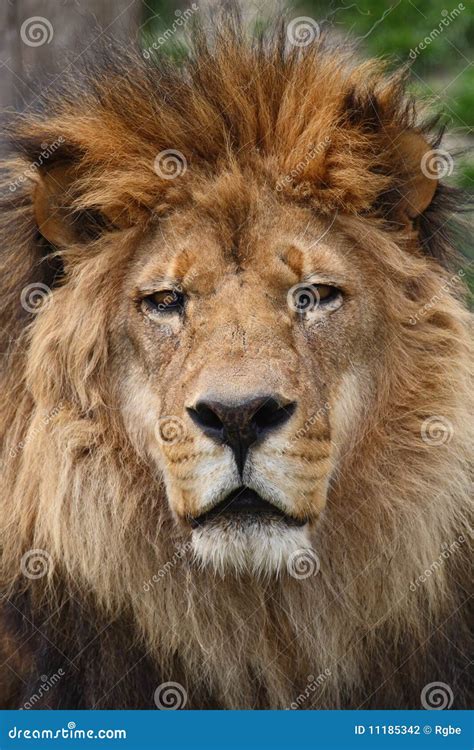 lion head stock photo image  animal face africa