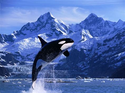 interesting facts  killer whales    orcas hubpages