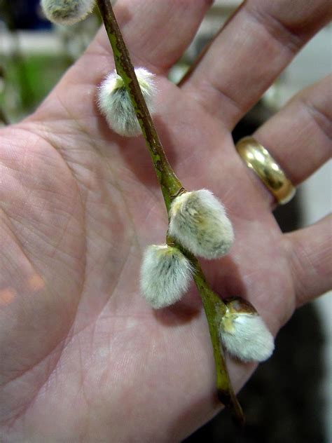 pussy willows from cuttings