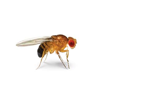 fruit fly face  rescue
