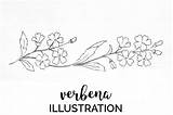 Verbena Designbundles sketch template