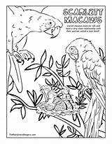 Coloring Pages Rainforest Amazon Costa Rica Omalovánky Forest Printable Tropical Rain Getcolorings Drawing Getdrawings Kids Print sketch template