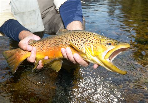 trout  north america  complete guide