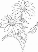 Flower Coloring Drawing Daisy Flowers Coneflower Sunflower Garden Pages Draw Dover Drawings Cartoon Doverpublications Line Color Publications Petal Template Welcome sketch template