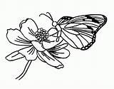 Coloring Pages Flowers Butterfly Butterflies Clipart Library Footed Brush Comments sketch template