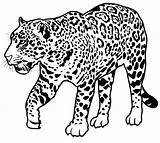 Jaguar Coloring Pages Color Printable Sheet Animals Print Animal sketch template