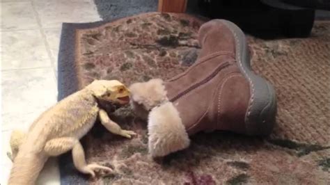 bearded dragon mating with a shoe youtube