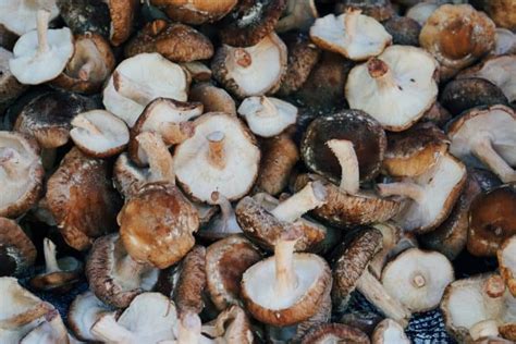 grow shiitake mushrooms grow guide backyard sidekick