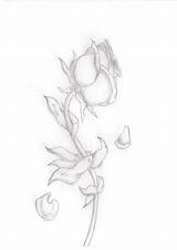 Rose Dying Drawing Sketch Dead Flower Petal Tree Drawings Paintingvalley Sketches sketch template